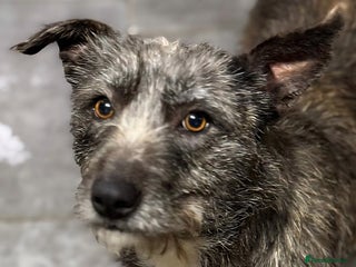 Mixed Breed dogs - Advert 10