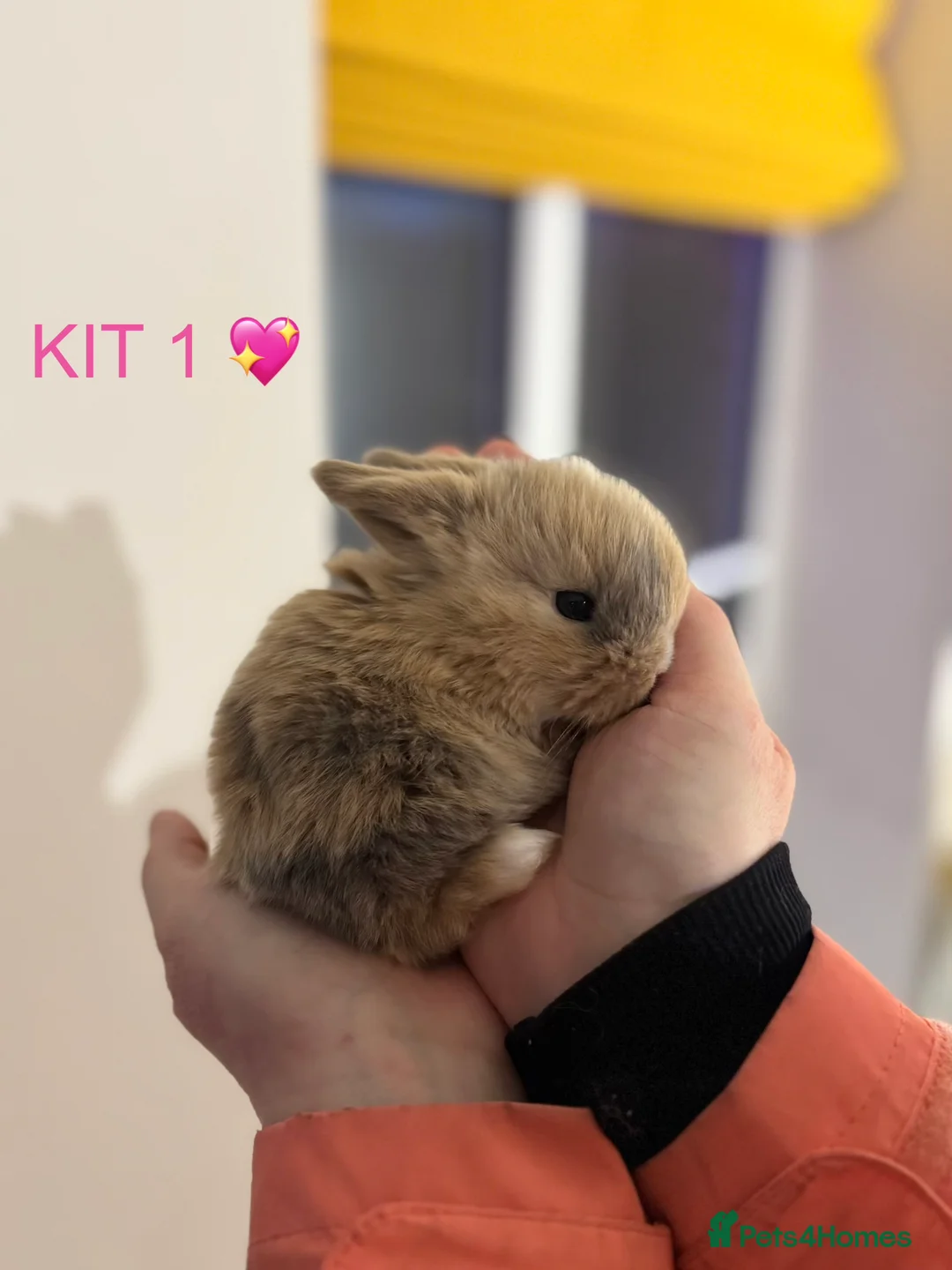 Mini Lop rabbits for sale: Purebred mini lop rabbits  - Advert 1