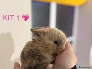 Mini Lop rabbits Purebred mini lop rabbits - Advert 1