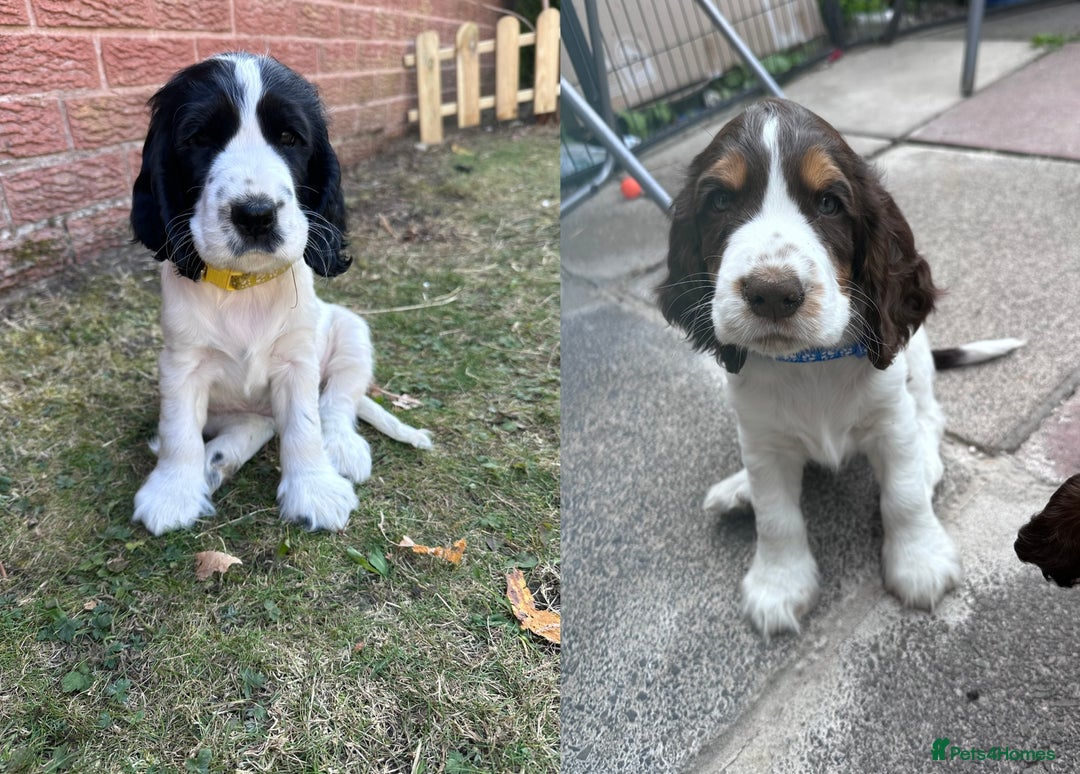 Cocker Spaniel dogs for sale: KC Registered Show Cocker Spaniel Puppies  - Image 1