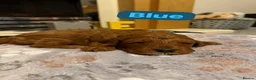 Cockapoo dogs for sale: F1b cockapoo puppies fully DNA and health tested. - Advert 5