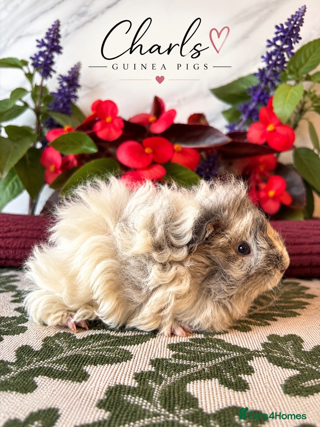 Guinea Pig rodents LOTS OF BABY Guinea Pigs for sale  - Advert 1