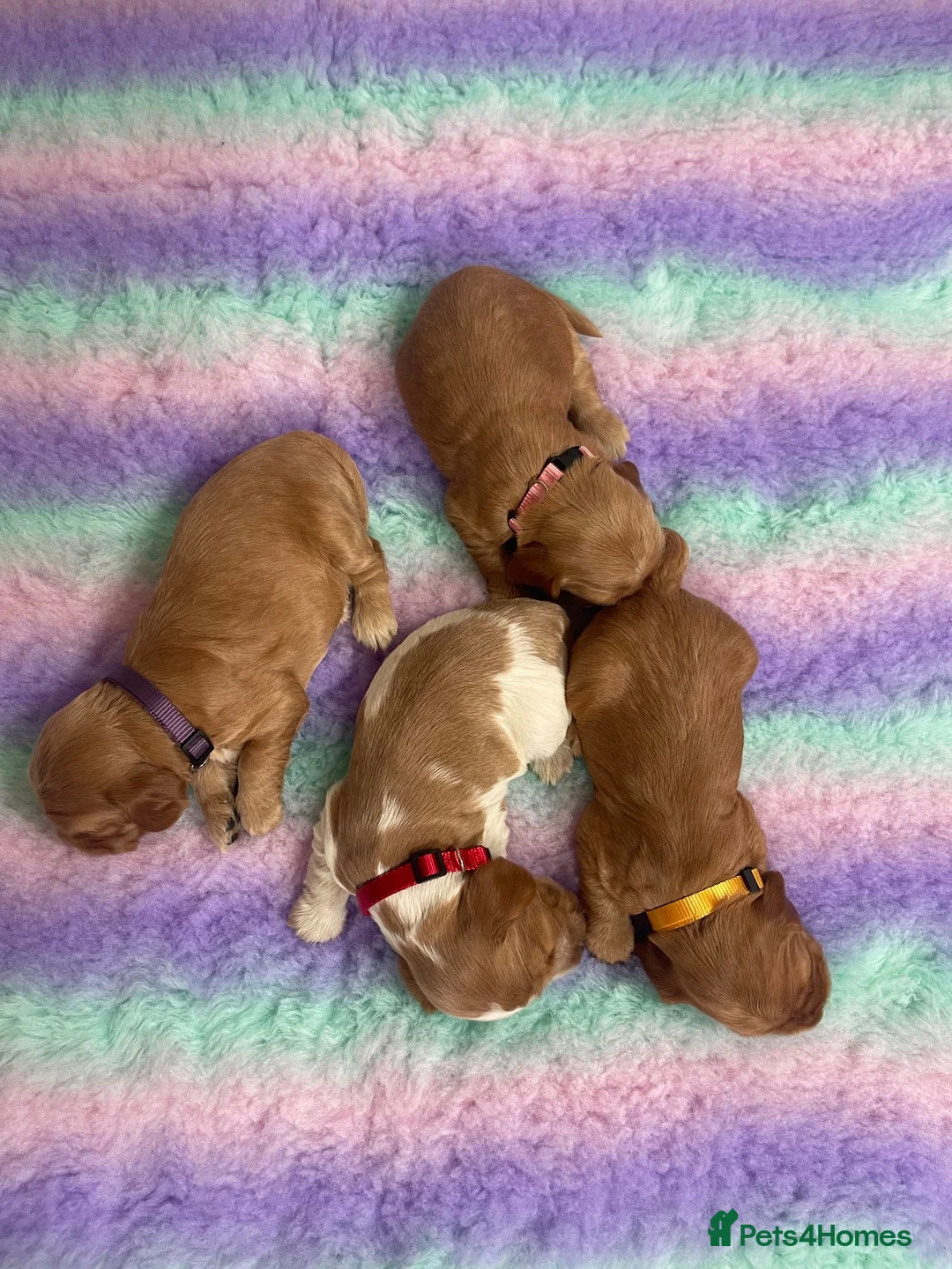 Cocker Spaniel dogs for sale: KC REG SHOW TYPE COCKER SPANIELS - Advert 1