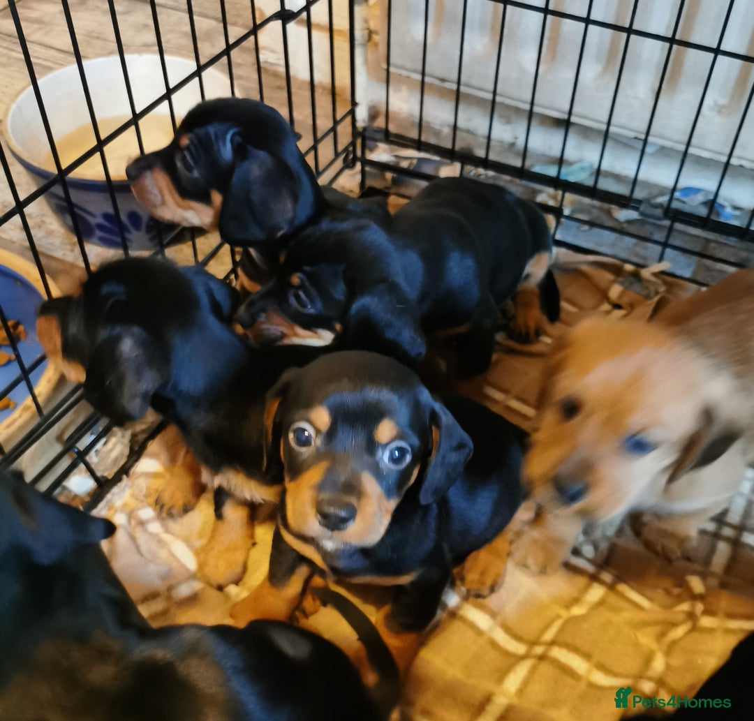 Mixed Breed dogs for sale: Adorable playful Cavachon x Dachshound pups - Advert 3