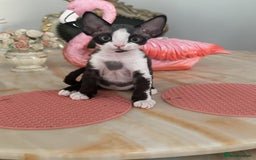 Devon Rex cats for sale: 標題可以是：  Adorable Kittens Looking for Loving Homes - Advert 1