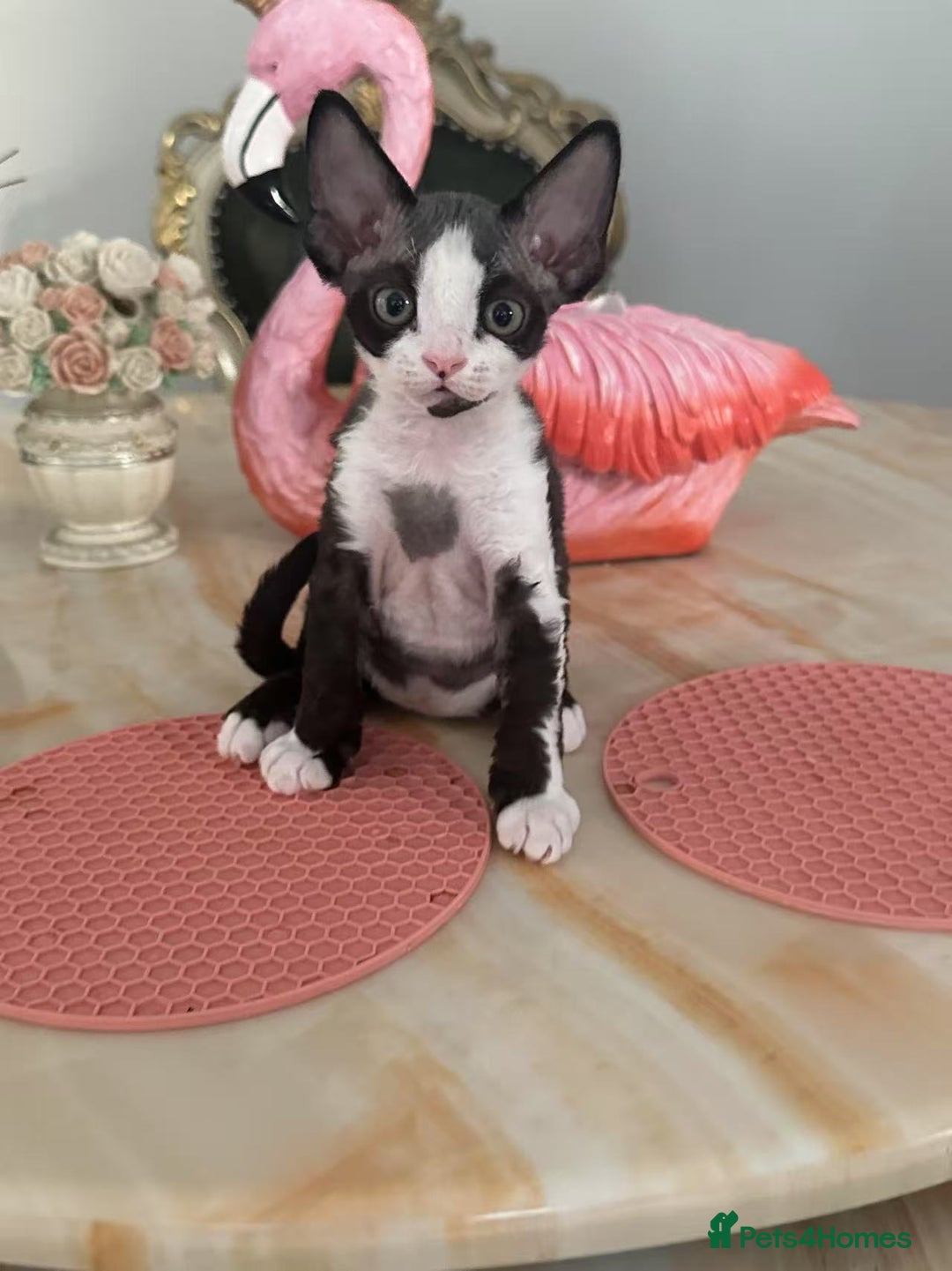 Devon Rex cats for sale: 標題可以是：  Adorable Kittens Looking for Loving Homes - Advert 1