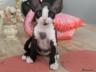 Devon Rex cats for sale: 標題可以是: Adorable Kittens Looking for Loving Homes - Advert 1