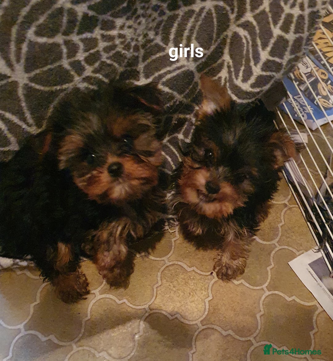 Yorkshire Terrier dogs for sale: Yorkshire terrier puppies 2 girls  - Advert 31