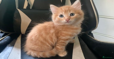 Mixed Breed cats - Advert 5