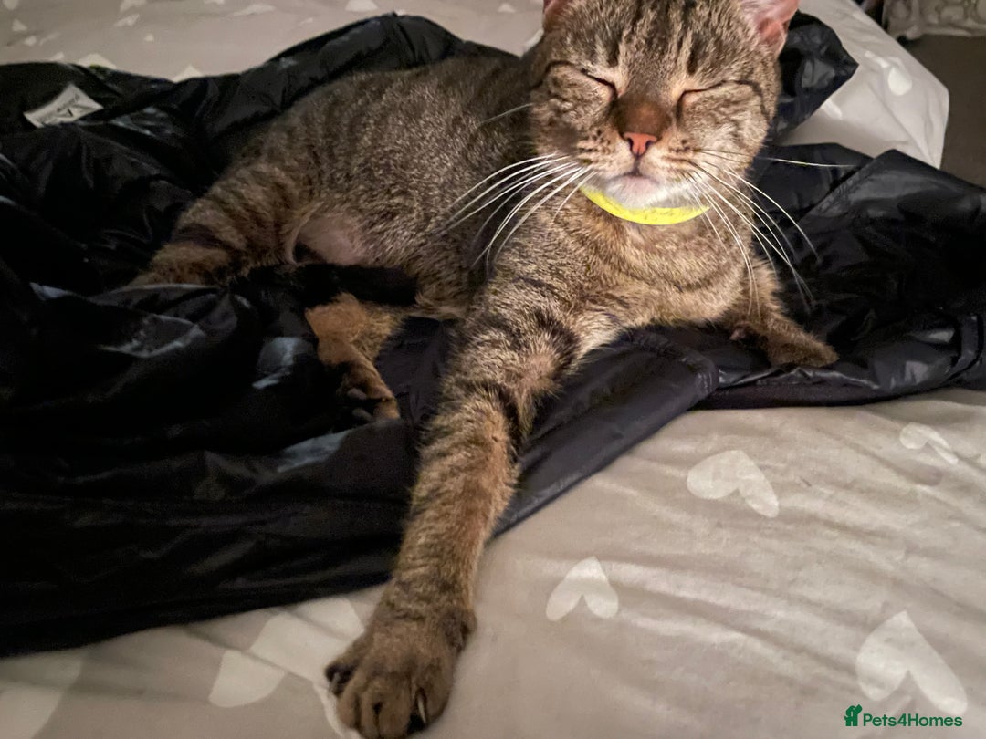 Mixed Breed cats for sale: 4 Beautiful Bears  - Advert 2