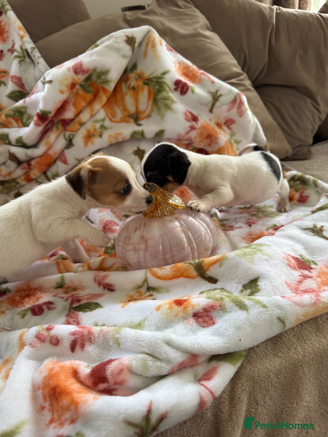 Jack Russell dogs for sale: Tea cup size Jack Russell puppies  - Image 2