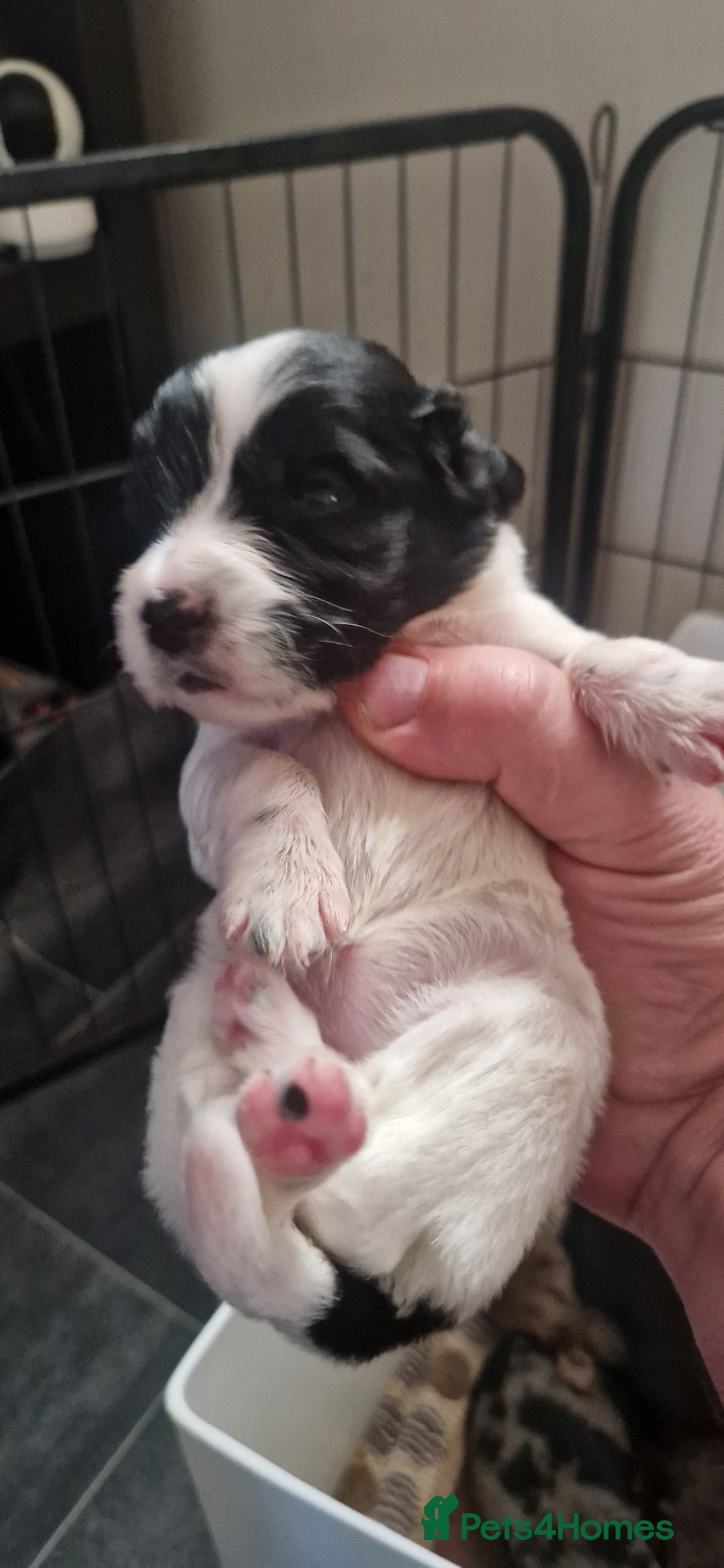 Cocker Spaniel dogs for sale: Cocker Puppies - Image 10