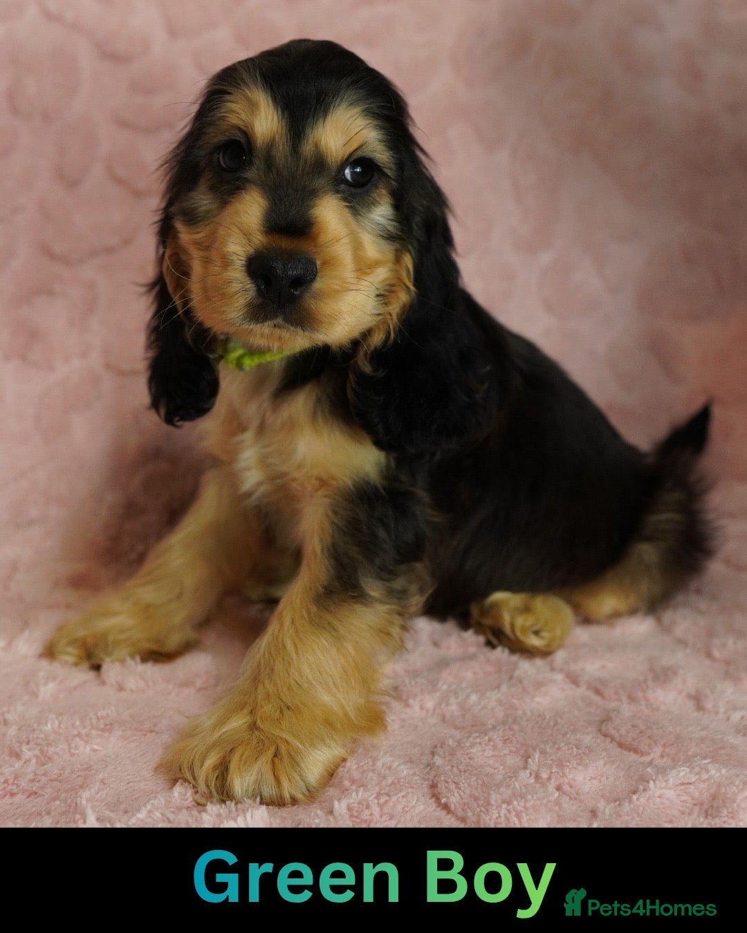 Cocker Spaniel dogs Quality, Show type, Cocker spaniel puppies. - Advert 5