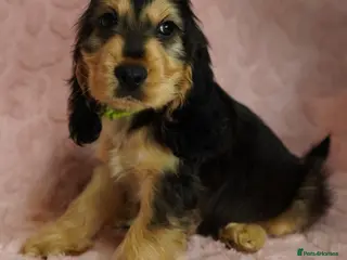 Cocker Spaniel dogs Quality, Show type, Cocker spaniel puppies. - Advert 5