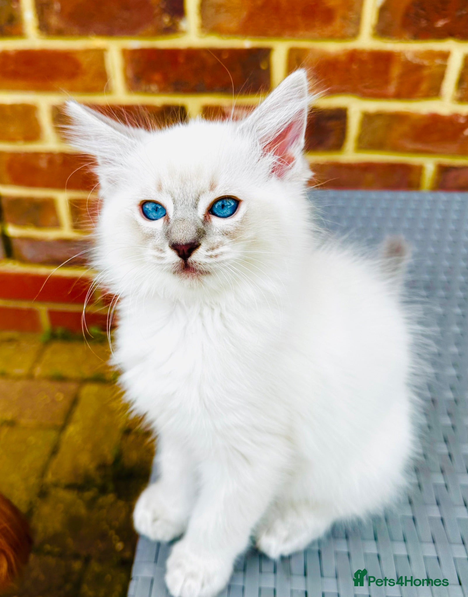 Ragdoll cats GCCF BEAUTIFUL RAGDOLL KITTENS  - Advert 2