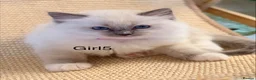 Ragdoll cats for sale: Stunning  European bloodline Ragdoll kittens  - Advert 27