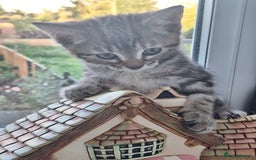 Domestic Shorthair cats for sale: ✨️ Beautiful 2 kittens 🩷🩵 Ready for homes now ✨️ - Image 28