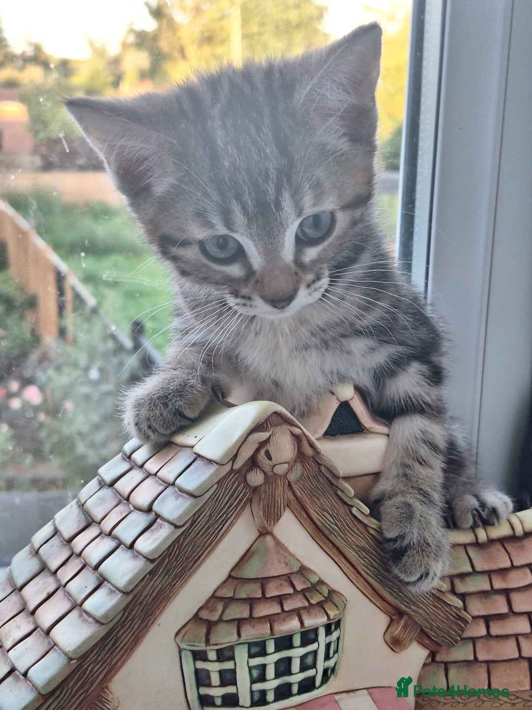 Domestic Shorthair cats for sale: ✨️ Beautiful 2 kittens 🩷🩵 Ready for homes now ✨️ - Image 28