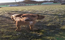 Mixed Breed dogs for sale: Cockerjack 3 years old  - Image 4