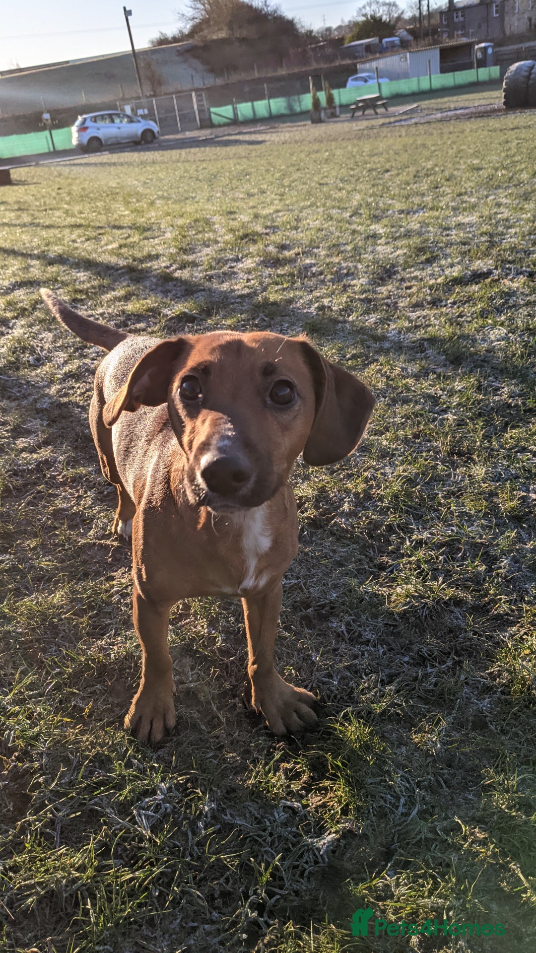 Mixed Breed dogs for sale: Cockerjack 3 years old  - Image 4