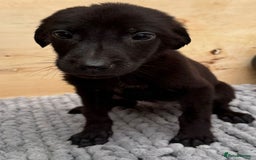 Mixed Breed dogs for sale: German shepherd cross Labrodor - Image 5