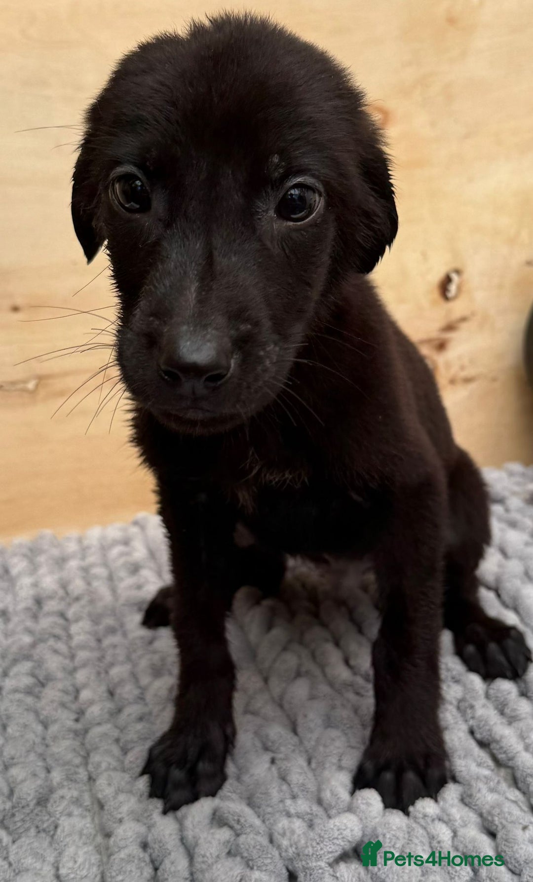 Mixed Breed dogs for sale: German shepherd cross Labrodor - Image 5