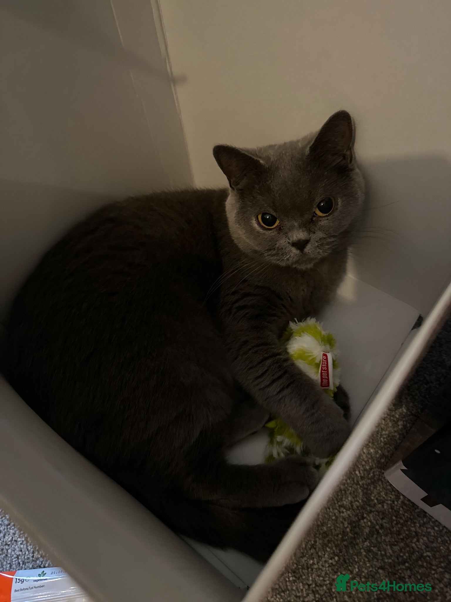 Mixed Breed cats 5 beautiful mixed with British shorthair  - Advert 1