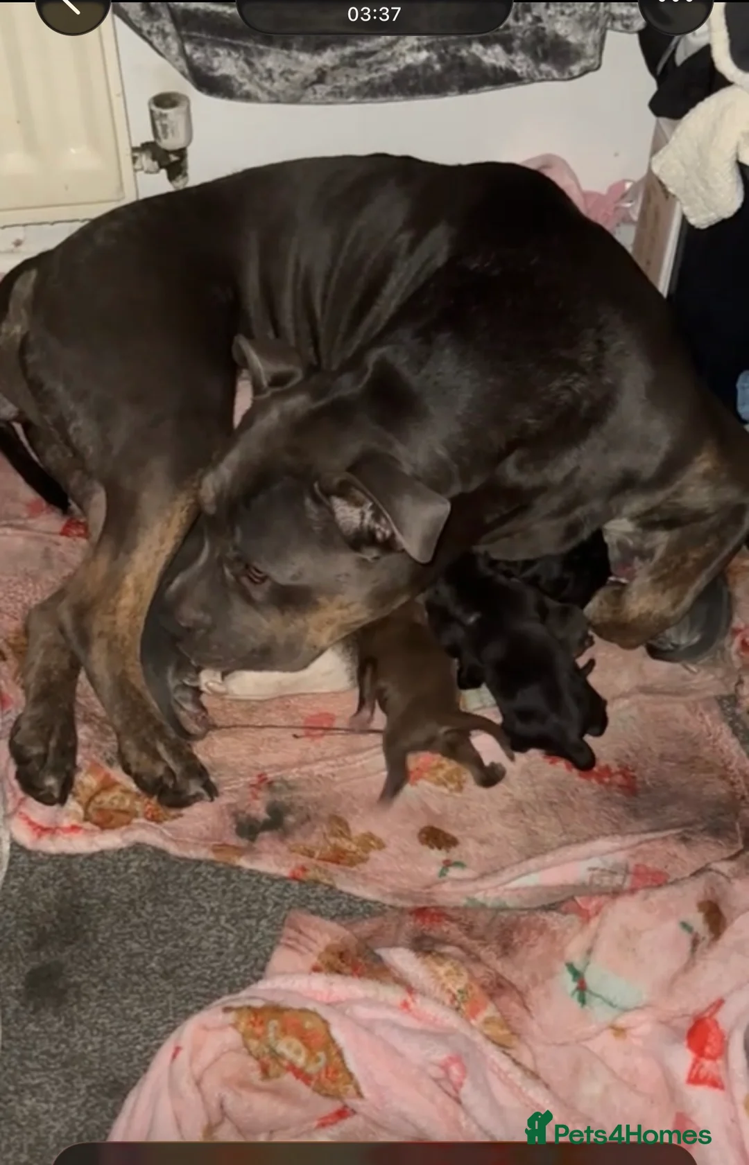 Mixed Breed dogs for sale: Bully x sharpei - Advert 14
