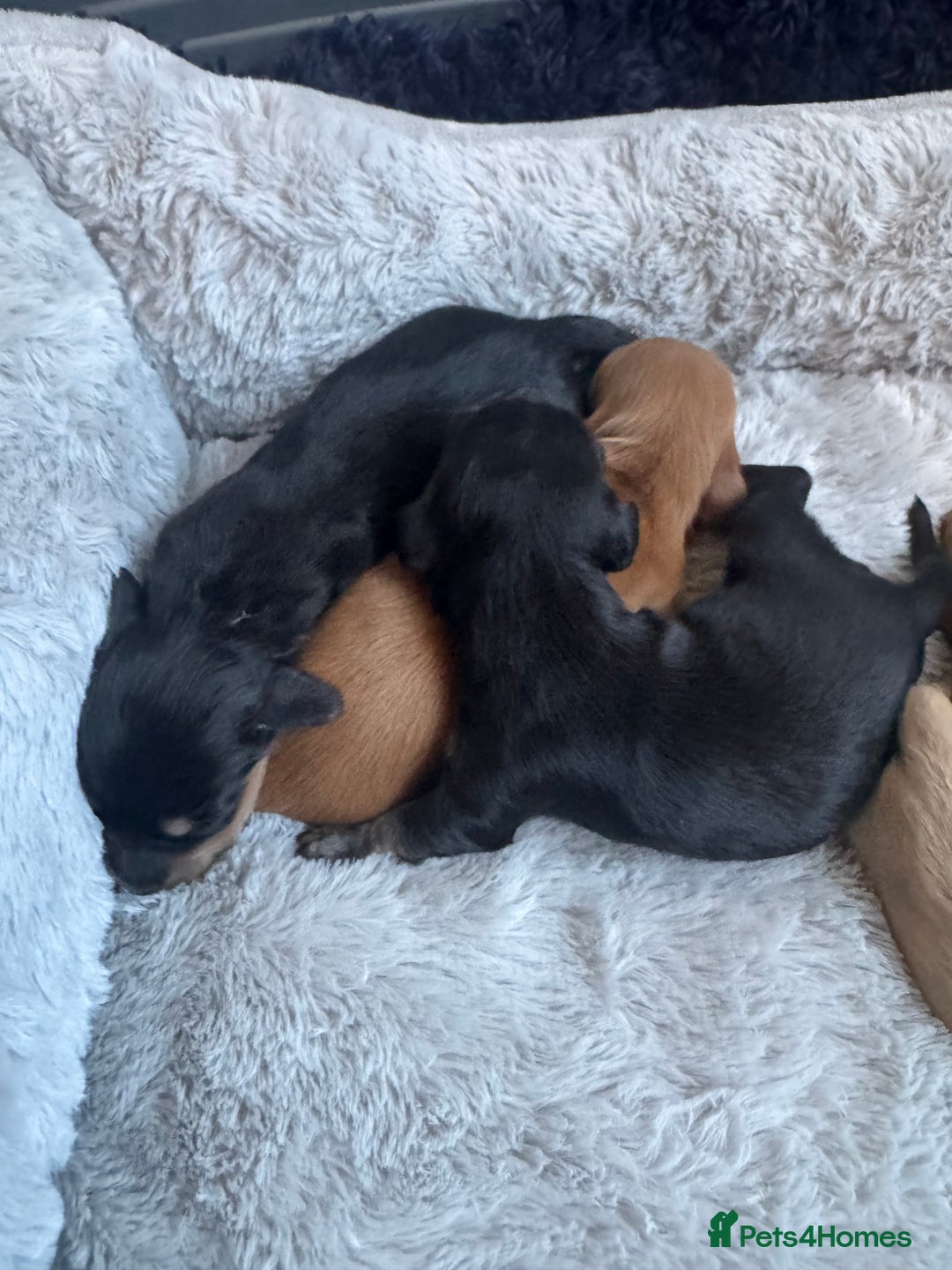 Miniature Dachshund dogs for sale: BEAUTIFUL KC LONG HAIR PUPPYS AVAILABLE TO RESERVE - Advert 11
