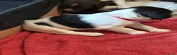 English Springer Spaniel dogs for sale: English springer spaniel pups, docked and KC reg - Advert 8