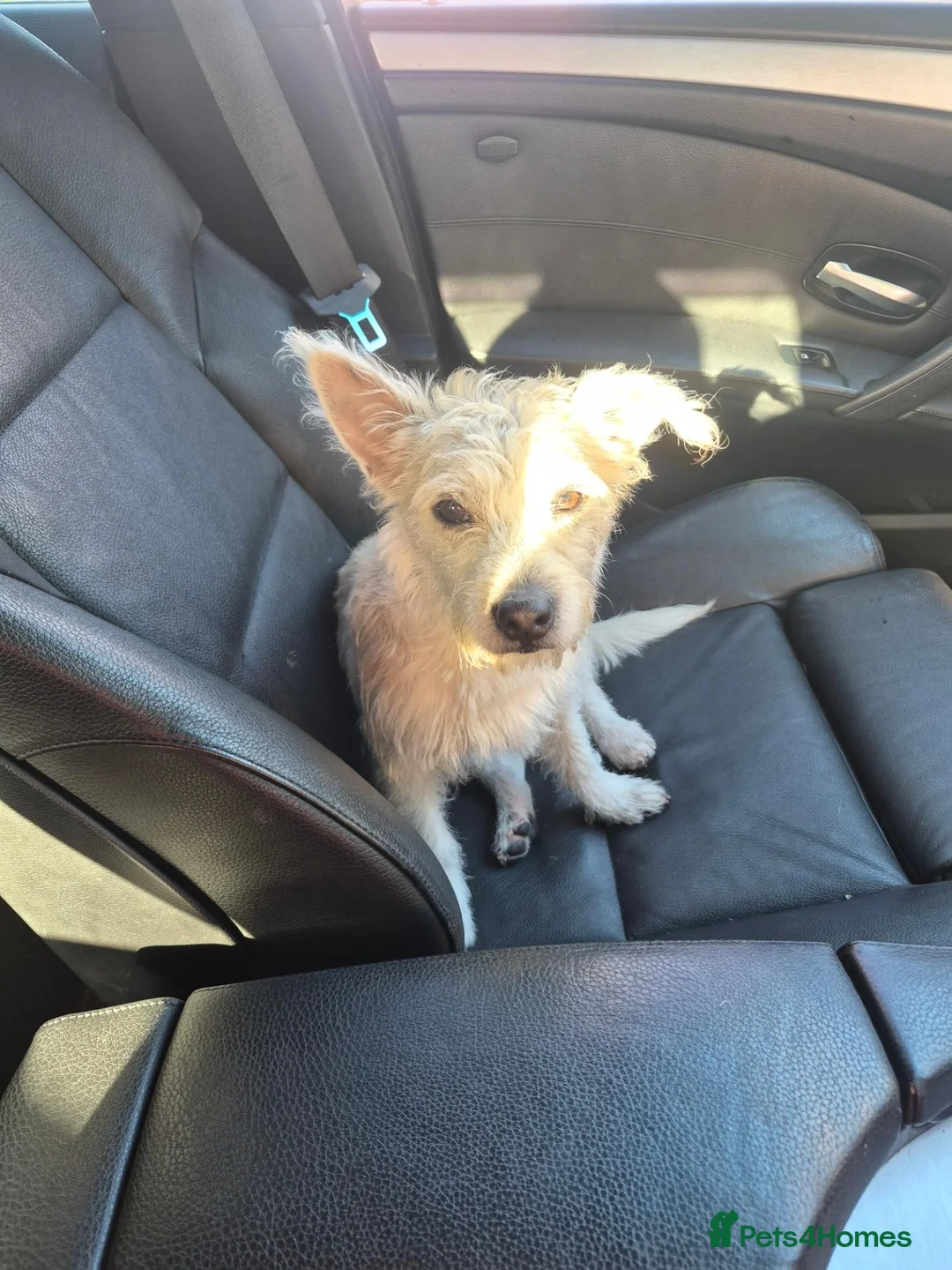 Mixed Breed dogs for sale: Westie terrier x - Advert 1
