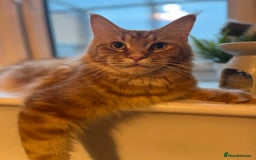 Maine Coon cats for sale: Stunning red tabby male TICA reg READY - Image 10
