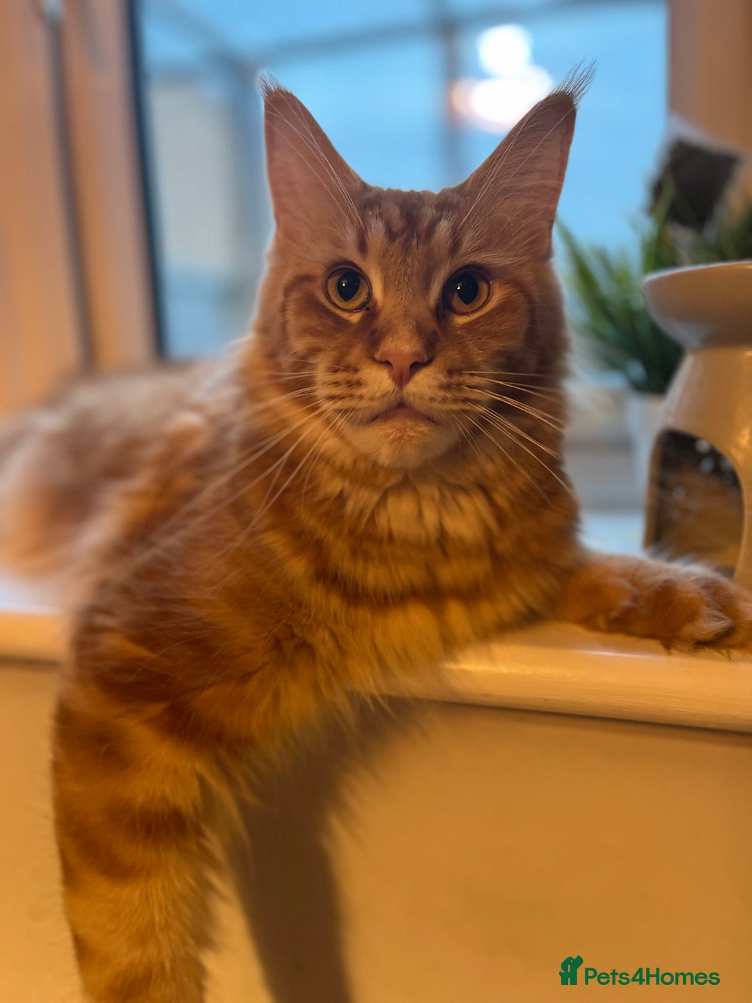 Maine Coon cats for sale: Stunning red tabby male TICA reg READY - Image 10