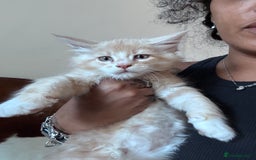 Maine Coon cats for sale: Final kitten left 🧡💛🧡💛 - Image 7