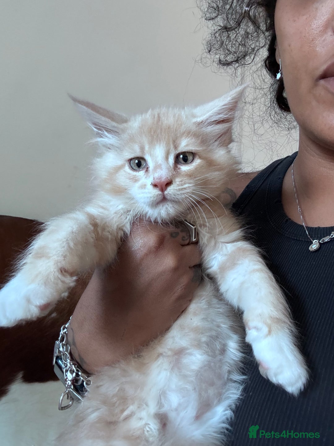 Maine Coon cats for sale: Final kitten left 🧡💛🧡💛 - Image 7