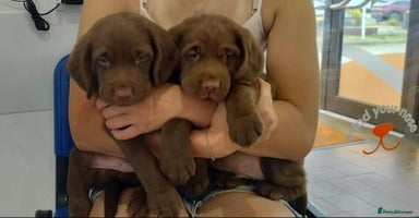 Springador dogs - Advert 16