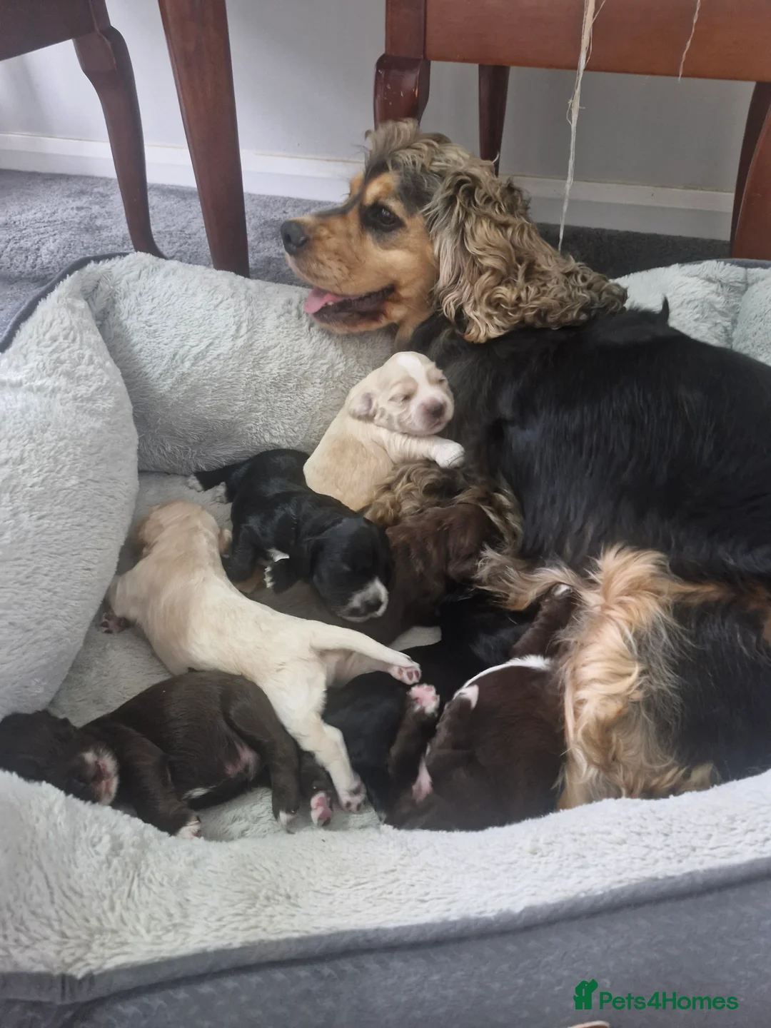 Cocker Spaniel dogs for sale: Beautiful Cocker Spaniel Puppies  in Dover - Advert 1