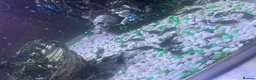 Plecos fish for sale: Bristle x super red plecos  in Bristol - Advert 2