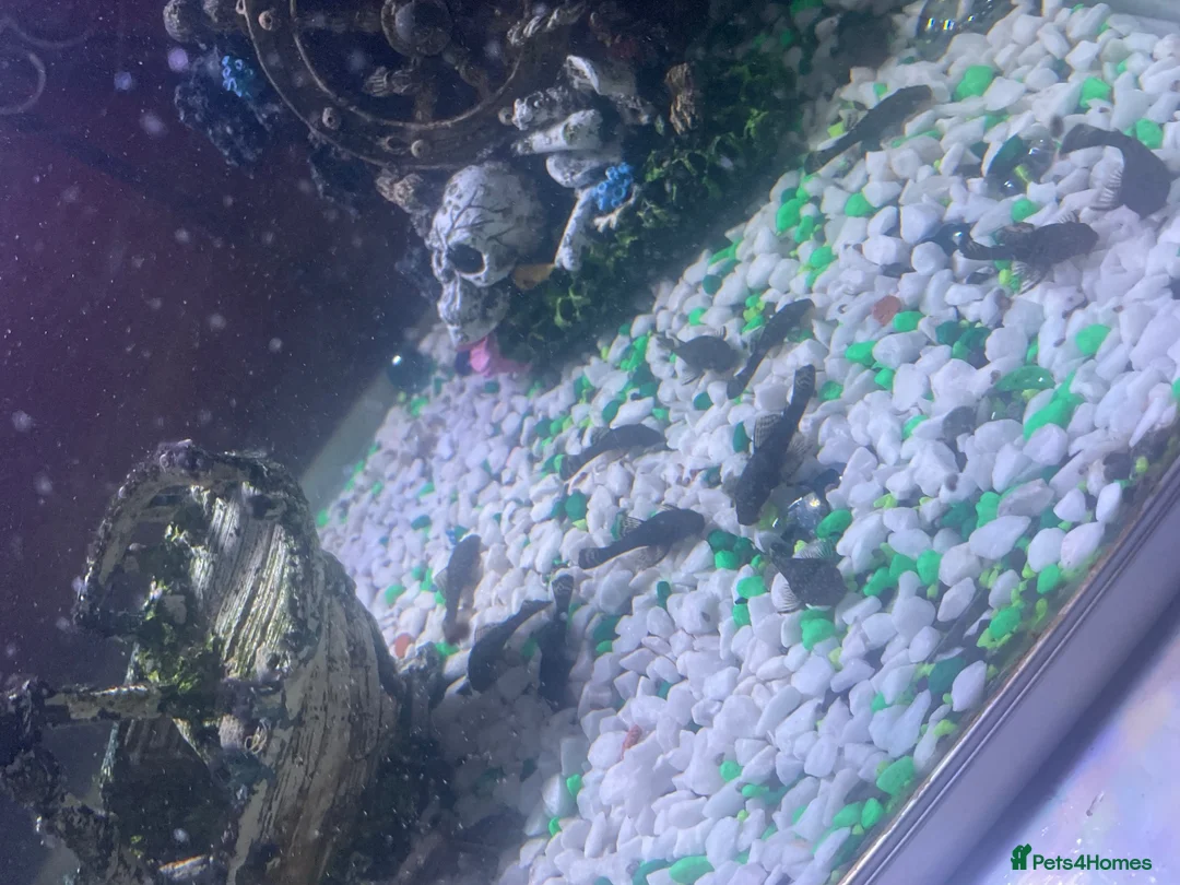 Plecos fish for sale: Bristle x super red plecos  in Bristol - Advert 2
