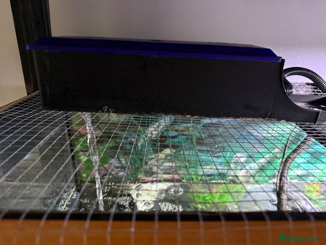 Axolotl reptiles for sale: 3 year old Axolotl with FULL SET UP  - Image 8
