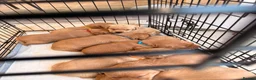 Labrador Retriever dogs for sale: Fox Red Labrador Pups – Raised with kids, Herts - Advert 11