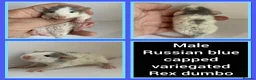 Rat rodents for sale: Adorable Baby Rats for Sale xx - Advert 14