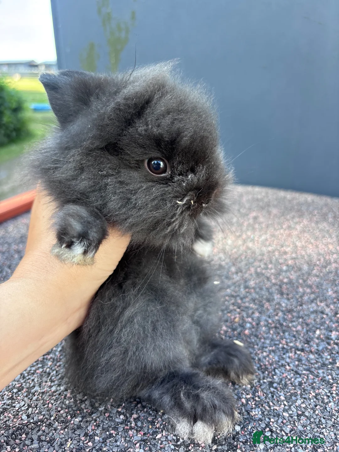 Lionhead rabbits for sale: **READY NOW** one male lion head bunny left  - Advert 3