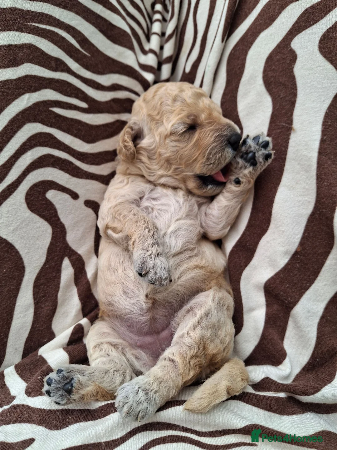 Cavapoochon dogs for sale: 🐾 Gorgeous Cavapoochon Puppies 🐾 - Advert 12