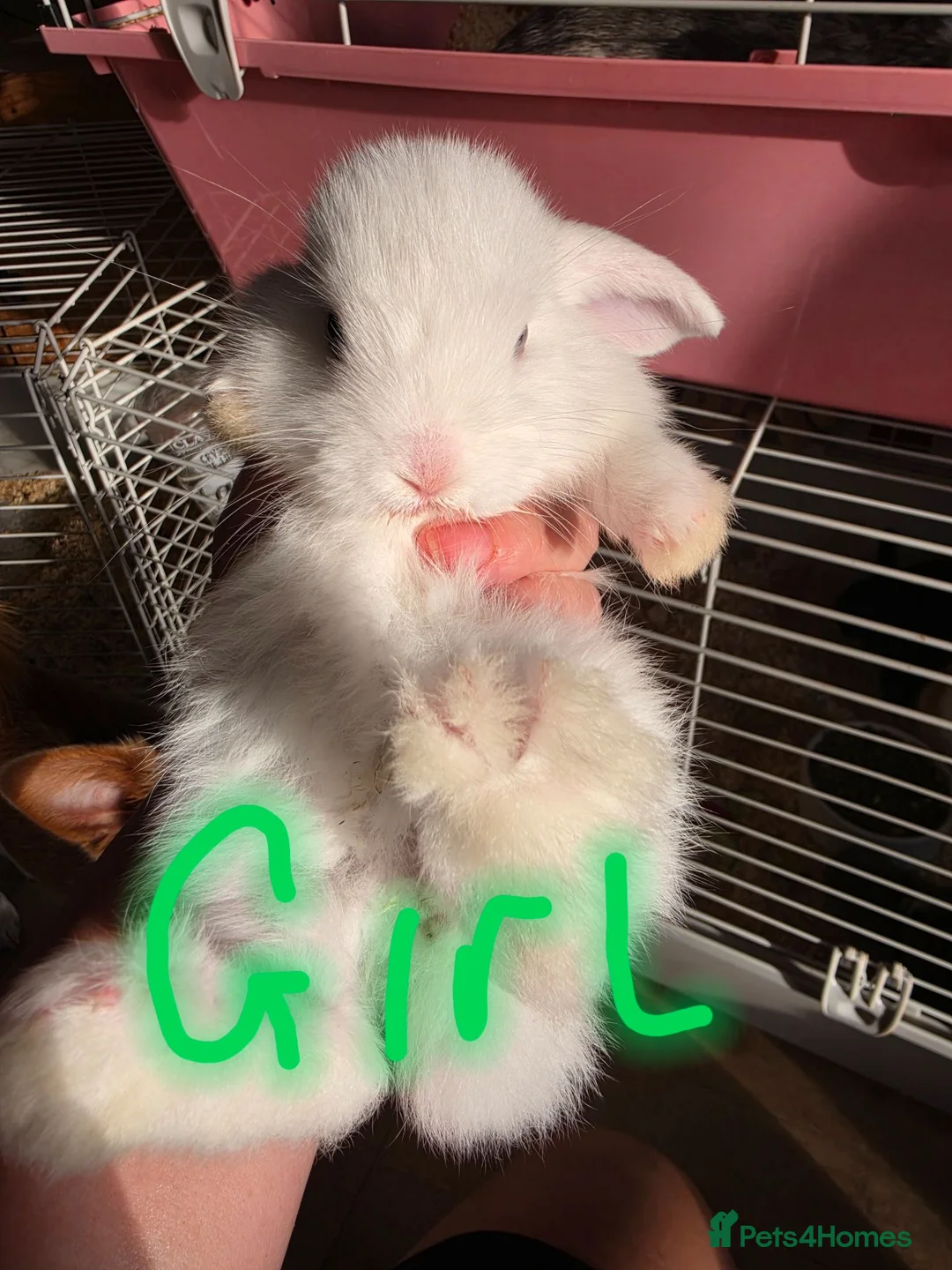 French Lop rabbits for sale: Baby French lops for sale - Advert 1