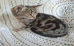 British Shorthair cats for sale: domestic kittens to sale - Image 7