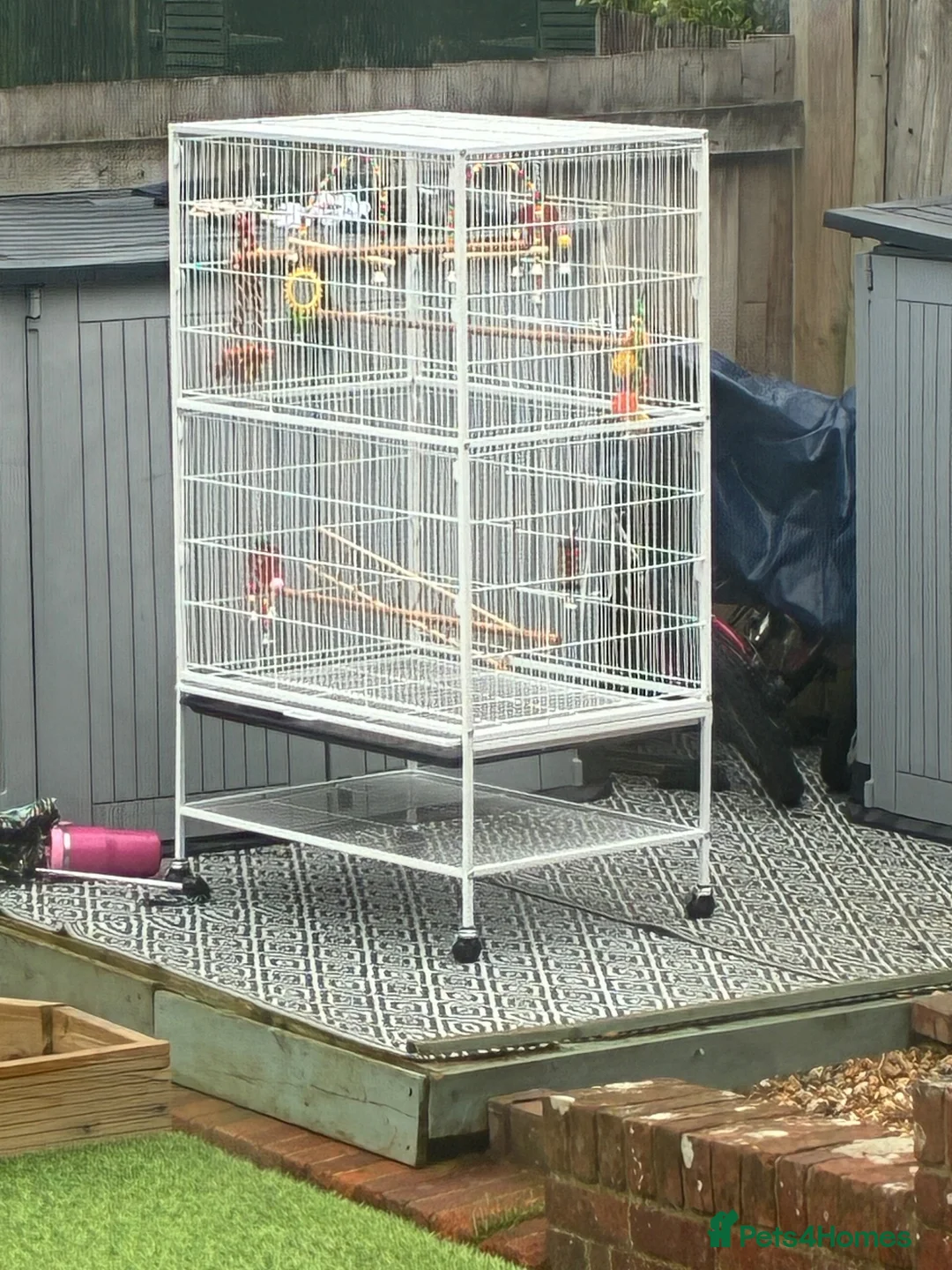 Budgerigars birds for sale: Budgies  - Advert 2