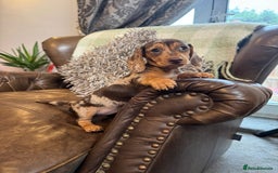 Dachshund dogs for sale: Miniatu Dachshund Puppies  - Image 4