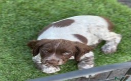 Cocker Spaniel dogs for sale: READY FOR NEW HOMES CAN LEAVE homes health tested  - Image 29