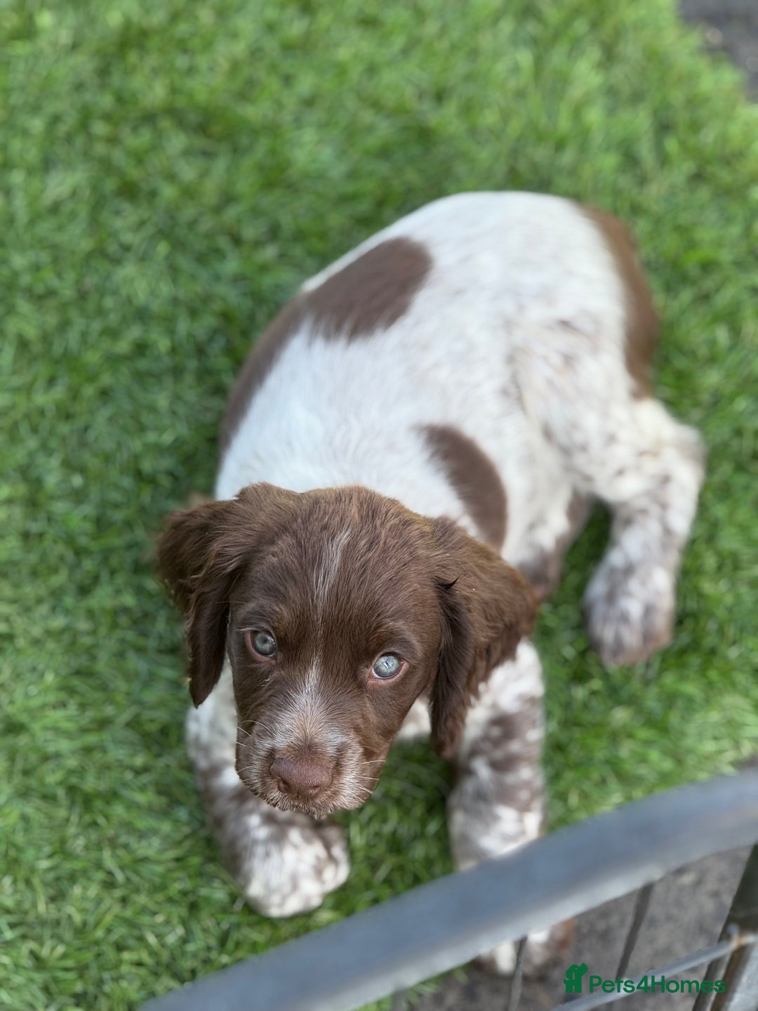 Cocker Spaniel dogs for sale: READY FOR NEW HOMES CAN LEAVE homes health tested  - Image 29